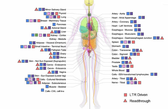 This map of the human body (adapted from the GTEx consortium website with permission) displays the possible expressed Human endogenous proviral HML-2 ORFs in each tissue sampled. Blue shapes represent Gag, green represent Pro, pink represent Env and orange/purple represent Rec and Np9 respectively. A square indicates expression due to read through transcription from an adjacent or surrounding gene or otherwise undetermined. A triangle demonstrates LTR driven transcription of viral ORF shown. This map displays the wide range of HML-2 viral ORFs that could be transcribed throughout the body in non-diseased tissue.
Image Credit: Burn A et al., 2022, PLOS Biology HML-2 ORF Transcripts in the Human Body:
